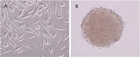 Microscopic observation of sphere cells and adherent cells. A. MGC803... | Download Scientific ...