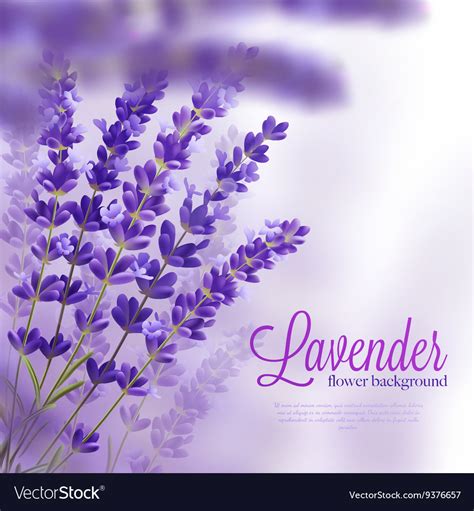 Lavender flower background Royalty Free Vector Image