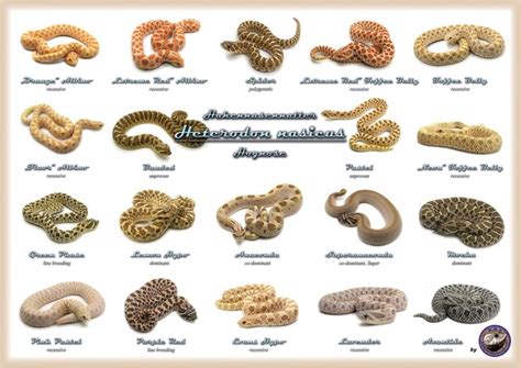 Hognose Morphs | Ball python morphs, Pet snake, Ball python