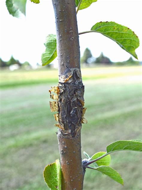 Apple Tree Bark Diseases Pictures - Garrett La