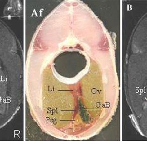 (PDF) Internal Anatomy of Common Carp (Cyprinus carpio) as Revealed by Magnetic Resonance Imaging