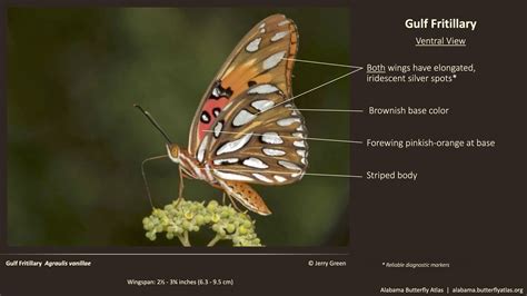 Gulf Fritillary - Alabama Butterfly Atlas