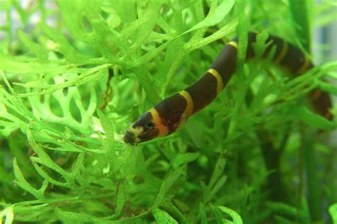 Kuhli Loach - The Care, Feeding and Breeding of Kuhli Loaches - Aquarium Tidings