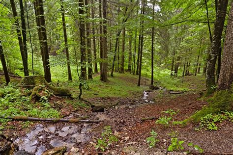 Travel Trip Journey : Bavarian Forest National Park Germany