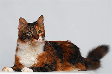 Cyprus Aphrodite Cat Breed Details | FindTheBest | Cat breeds with pictures, Cat breeds ...