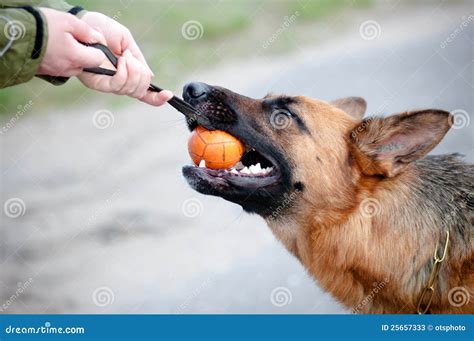 German Shepherd Dog Playing with Owner Stock Image - Image of friend ...