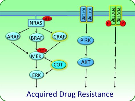 Acquired and intrinsic BRAF inhibitor resistance in BRAF V600E mutant melanoma. - Abstract ...