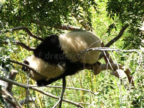 Cute Panda Sleeping on the Tree. Stock Photo - Image of sleep, nature: 260164832