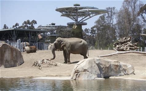 Activists decry expanded elephant displays