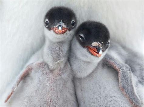 Baby Gentoo penguins