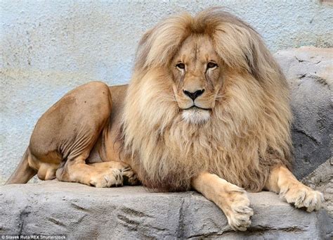Lion’s bouffant style hair makes it the mane attraction | Beautiful cats, Animals beautiful, Animals