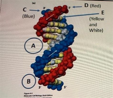 Solved Which part of the DNA structure contains any | Chegg.com