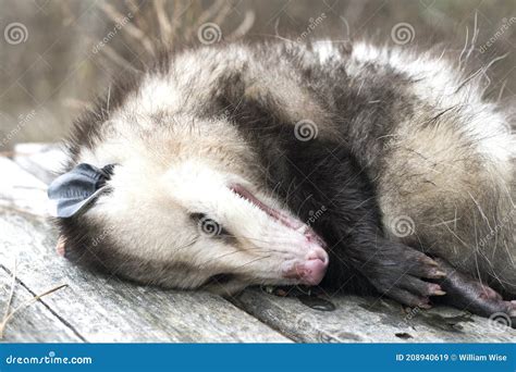 Virginia Opossum Acting Dead Also Known As Playing Possum Royalty-Free ...