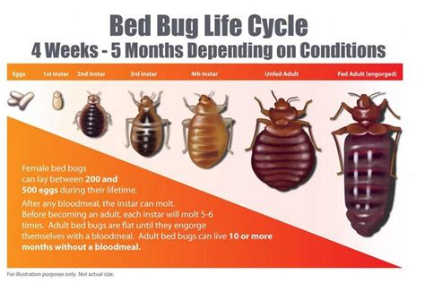 How Long Do Bed Bugs Live? - Bed Bug Guide