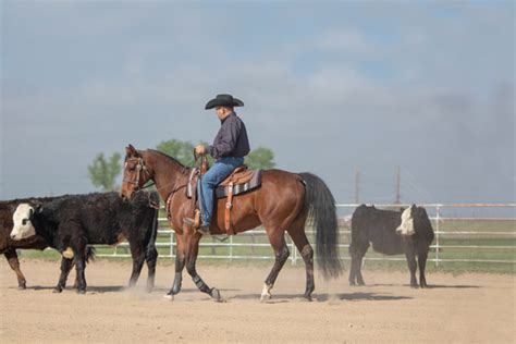 How To Cow A Horse - All About Cow Photos