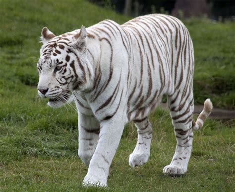 Rare: (of an event, situation, or condition) not occurring very often. The white tiger is a ...