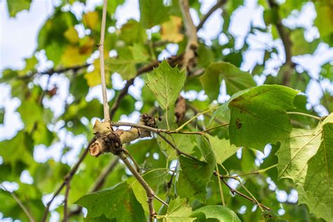 How to Grow and Care for a Sycamore Tree - Trimmed Roots