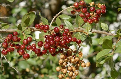 Fruit of the henna plant? Very fragrant | Henna plant, Bee friendly plants, Henna tree