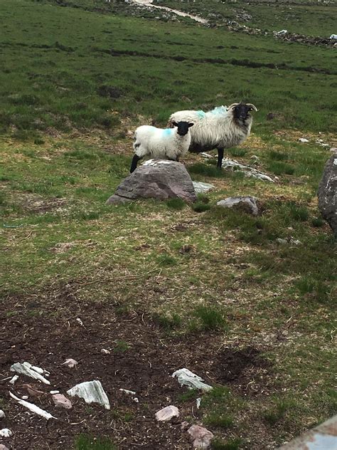 Mountain sheep in its natural habitat : r/ireland