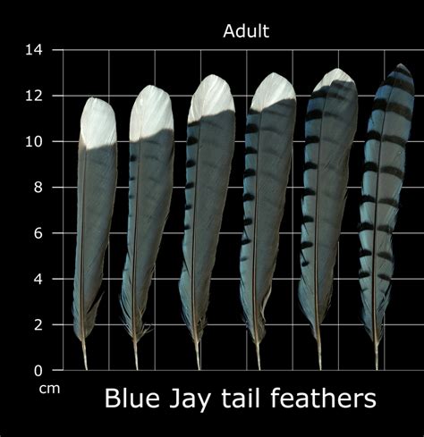 The Feather Atlas - Feather Identification and Scans - U.S. Fish and ...