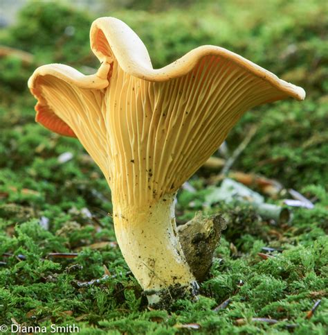 Cantharellus ‘cibarius’ group | www.FUNGIKINGDOM.net, www.FUNGIKINGDOM ...