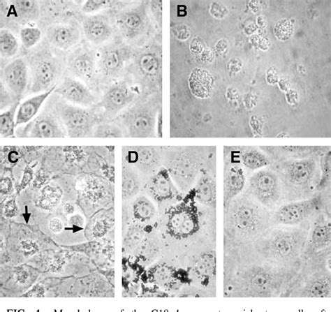 Figure 1 from In vitro cytotoxicity of nanoparticles in mammalian ...