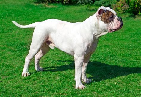 American Bulldog Breed Info | Best Food, Training, Grooming | Bil-Jac