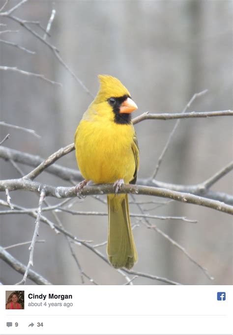 3 Things You Need to Know about Yellow Cardinals — The Birding Project