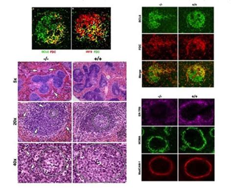 Laboratory of Immunogenetics Pathology Core | NIAID: National Institute of Allergy and ...