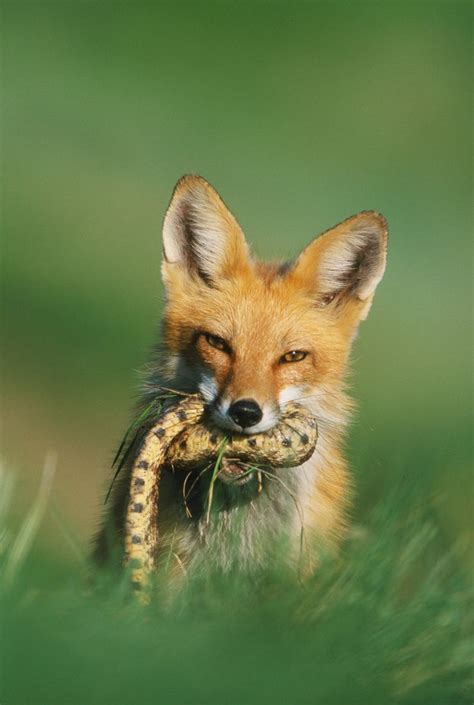 40 best images about =:> Fox & Prey on Pinterest | Dinner, In pictures and Silver foxes