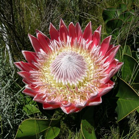 Protea cynaroides - Spring Flowering seeds - Buy online