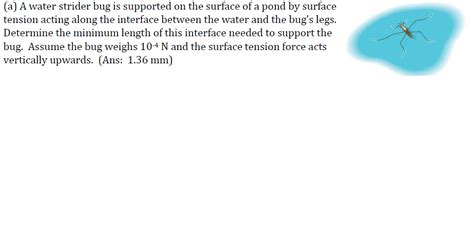 Solved A water strider bug is supported on the surface of a | Chegg.com