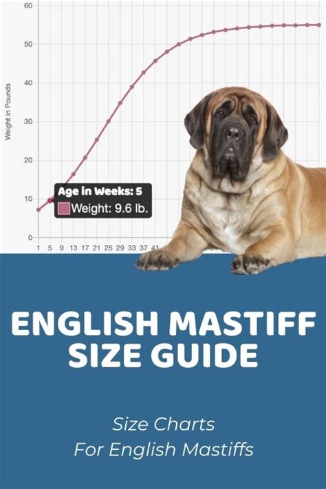 English Mastiff Size Chart: How Big Is A Full-Grown English Mastiff?