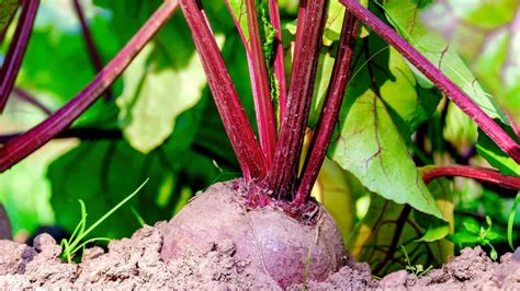 17 Companion Plants to Grow With Beets