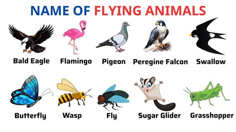 English Vocabulary | Flying Animals Names | Animal Names | Animal Names In English | Learn ...