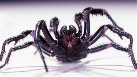 What Is The Deadliest Spider In The World?