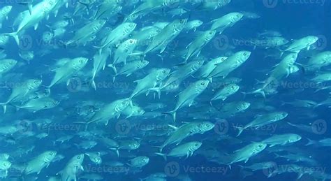 group of fish or school of fish at the ocean swimming in group on blue background 16944851 Stock ...