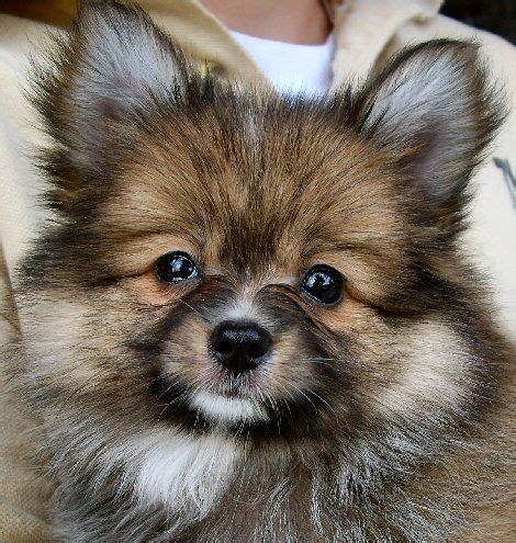 Pomchi Papillon Chihuahua Pomeranian Mix - Pets Lovers