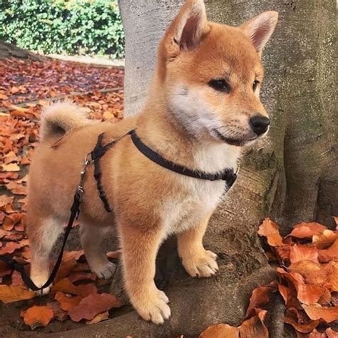 Shiba Inu | Dog Breed Information