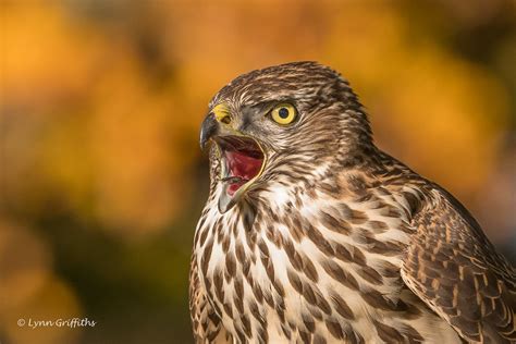 Juvenile Northern Goshawk making itself heard D85_6329.jpg - a photo on ...