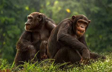 5 Different Types of Apes (Great and Lesser Apes List) - AnimalStart