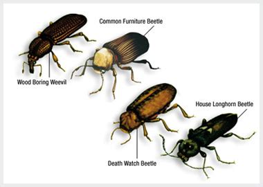 Woodworm Treatment.com | Common Woodworm Types