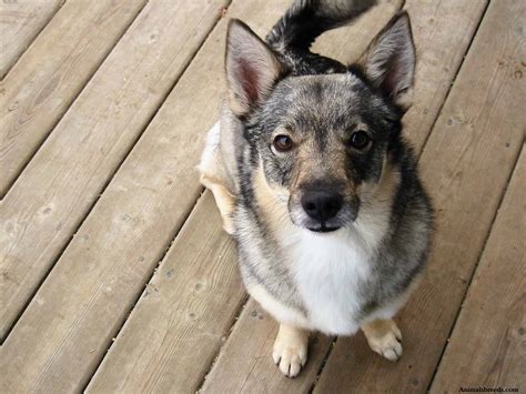 Swedish Vallhund - Puppies, Rescue, Pictures, Information, Temperament ...