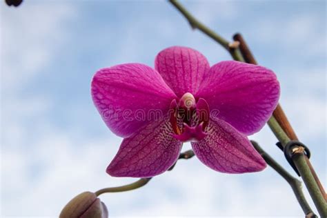 Single Flower of Purple Orchid Phalaenopsis Stock Photo - Image of ...