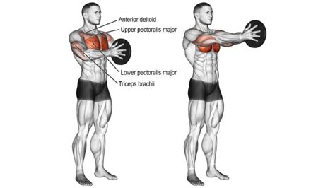 10 Best Inner Chest Best for Definition