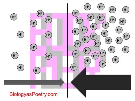 Proton Motive Force Definition - LincolnPasley