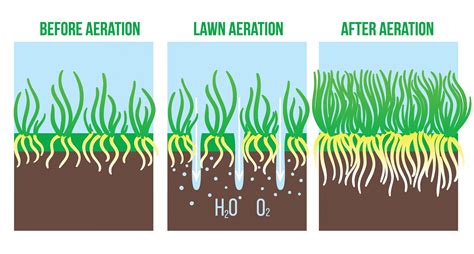 What are the Benefits of Aerating and Seeding? | JT's Landscaping