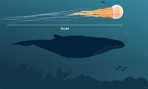 Lions mane jellyfish next to blue whale and human. : r/HumansForScale