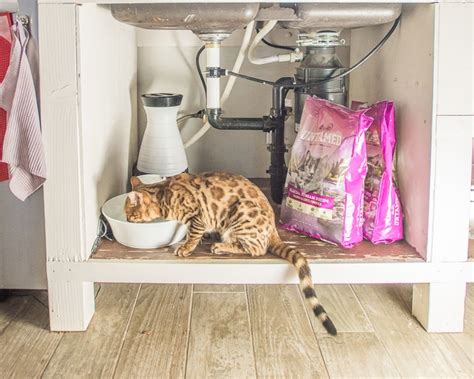 9 Bengal Cat Care Essentials for a Feisty Feline