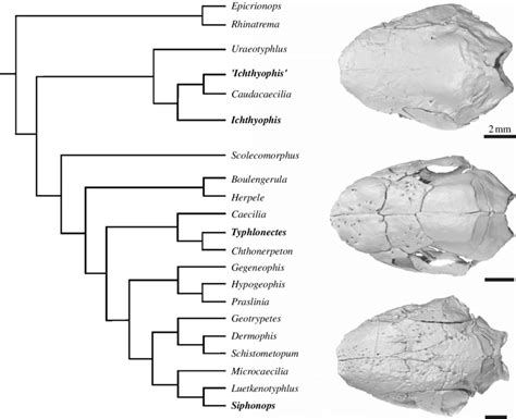 Phylogeny of the Gymnophiona (Roelants et al. 2007) showing the genera ...